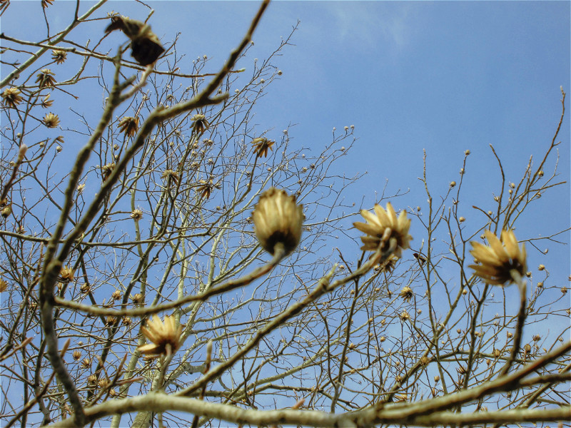 f:id:amenomorino:20151127131755j:plain f:id:amenomorino:20151127131755j:plain