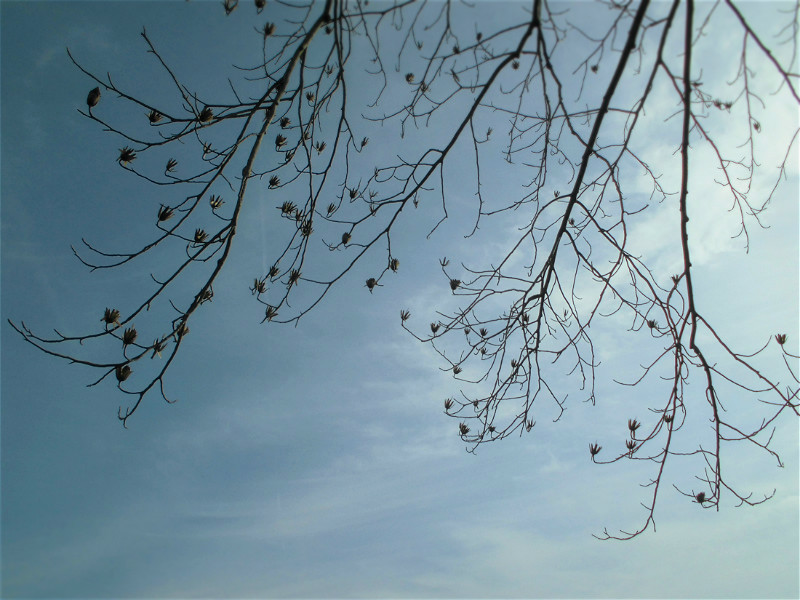 f:id:amenomorino:20151127132114j:plain f:id:amenomorino:20151127132114j:plain