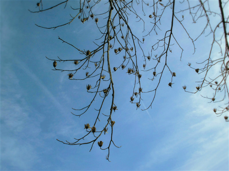 f:id:amenomorino:20151127132143j:plain f:id:amenomorino:20151127132143j:plain