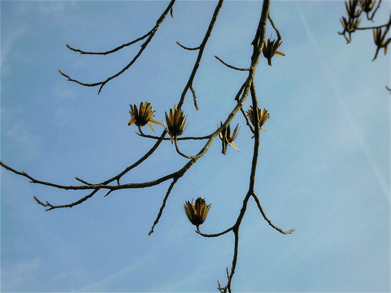 f:id:amenomorino:20151127132148j:plain f:id:amenomorino:20151127132148j:plain