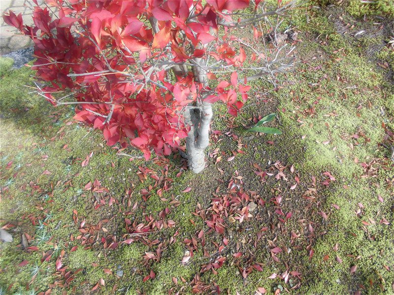 f:id:amenomorino:20151129182119j:plain f:id:amenomorino:20151129182119j:plain