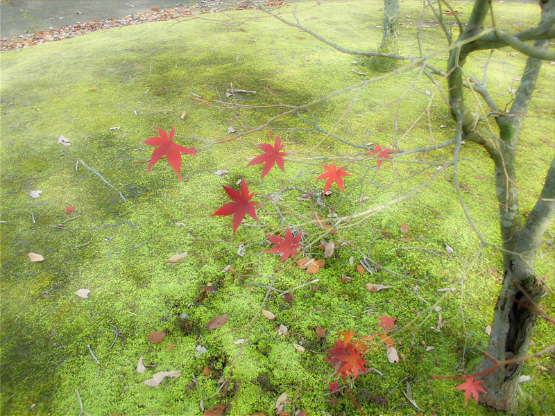 f:id:amenomorino:20151129182304j:plain f:id:amenomorino:20151129182304j:plain