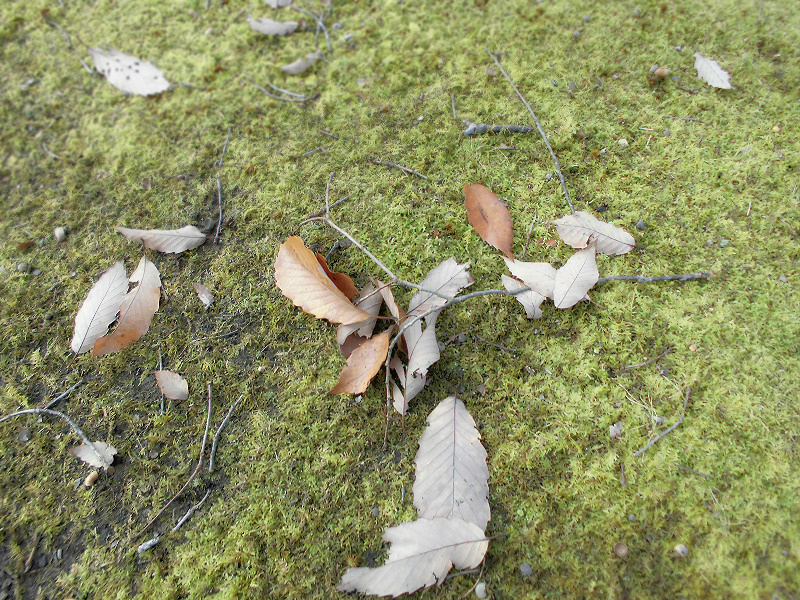f:id:amenomorino:20151129182711j:plain f:id:amenomorino:20151129182711j:plain