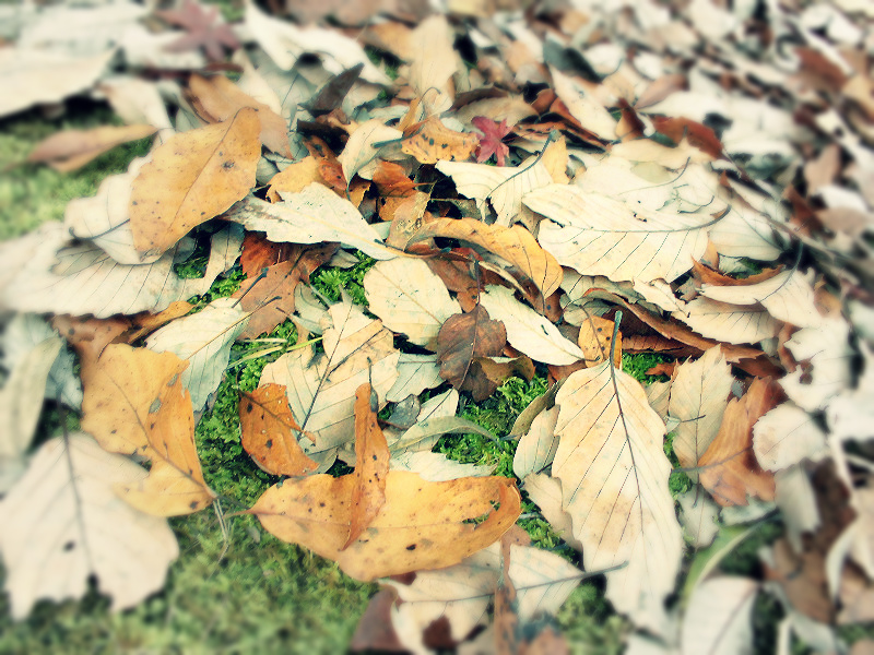 f:id:amenomorino:20151129182758j:plain f:id:amenomorino:20151129182758j:plain