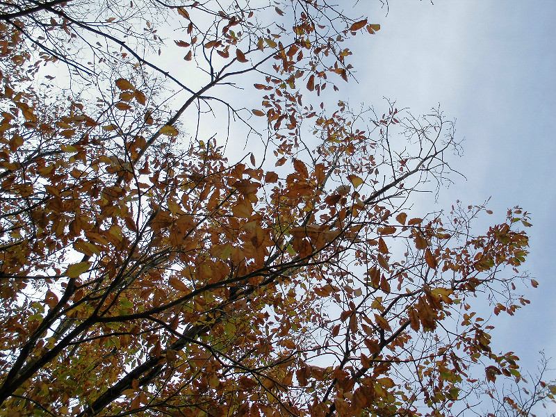 f:id:amenomorino:20151129183142j:plain f:id:amenomorino:20151129183142j:plain