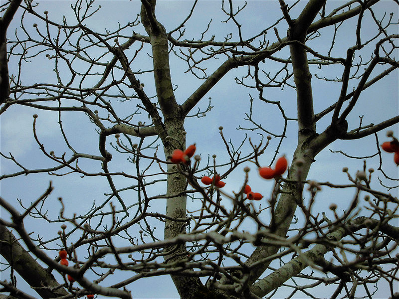 f:id:amenomorino:20151215184334j:plain f:id:amenomorino:20151215184334j:plain