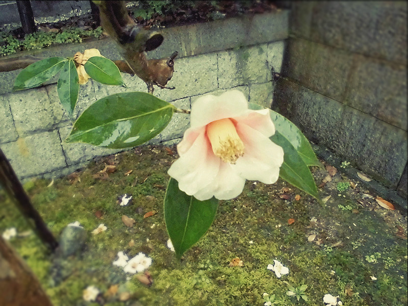 f:id:amenomorino:20160307192031j:plain f:id:amenomorino:20160307192031j:plain