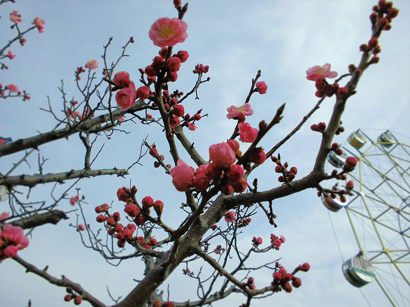 f:id:amenomorino:20160317071230j:plain f:id:amenomorino:20160317071230j:plain