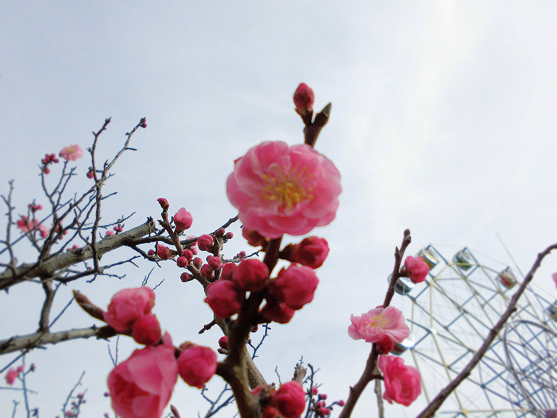 f:id:amenomorino:20160317071239j:plain f:id:amenomorino:20160317071239j:plain