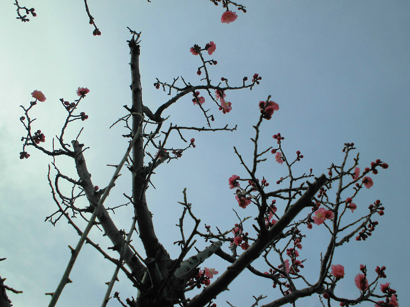 f:id:amenomorino:20160317071611j:plain f:id:amenomorino:20160317071611j:plain