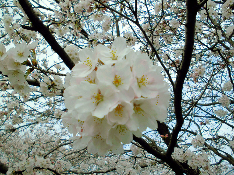 f:id:amenomorino:20160405191912j:plain f:id:amenomorino:20160405191912j:plain