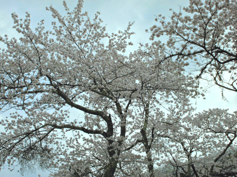 f:id:amenomorino:20160405192133j:plain f:id:amenomorino:20160405192133j:plain