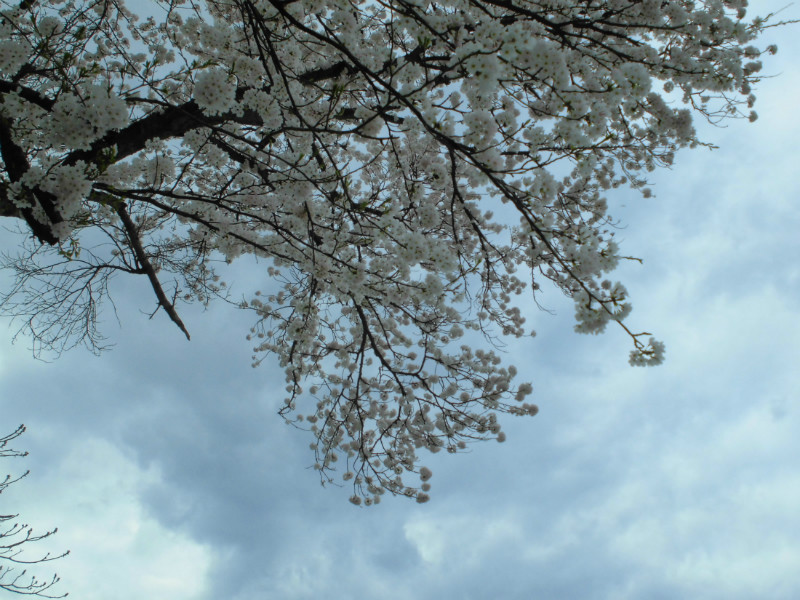 f:id:amenomorino:20160405192232j:plain f:id:amenomorino:20160405192232j:plain