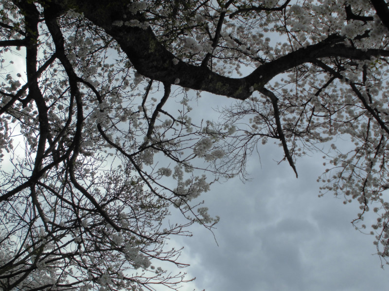 f:id:amenomorino:20160405192325j:plain f:id:amenomorino:20160405192325j:plain