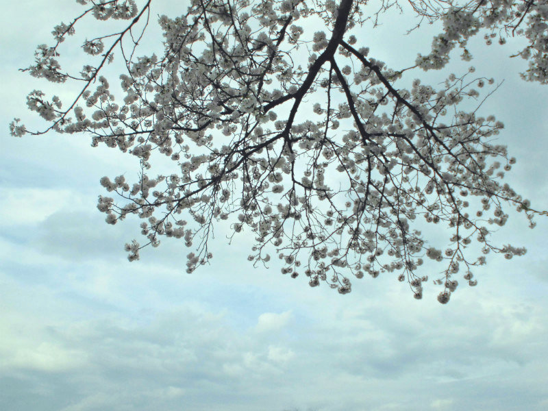f:id:amenomorino:20160405192341j:plain f:id:amenomorino:20160405192341j:plain