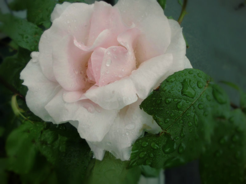 f:id:amenomorino:20160512185428j:plain f:id:amenomorino:20160512185428j:plain