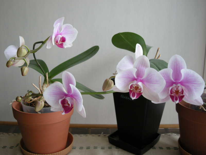 f:id:amethystlady:20140719113217j:plain f:id:amethystlady:20140719113217j:plain