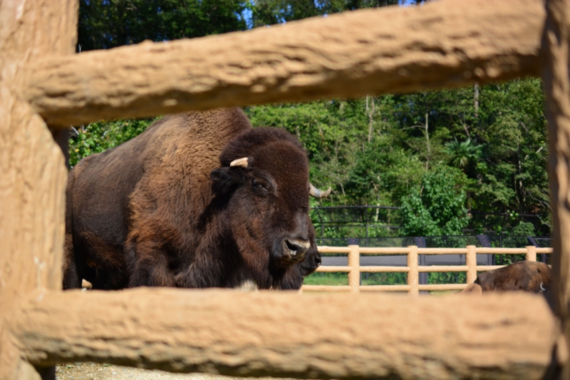 f:id:amiko81:20150130122315j:plain