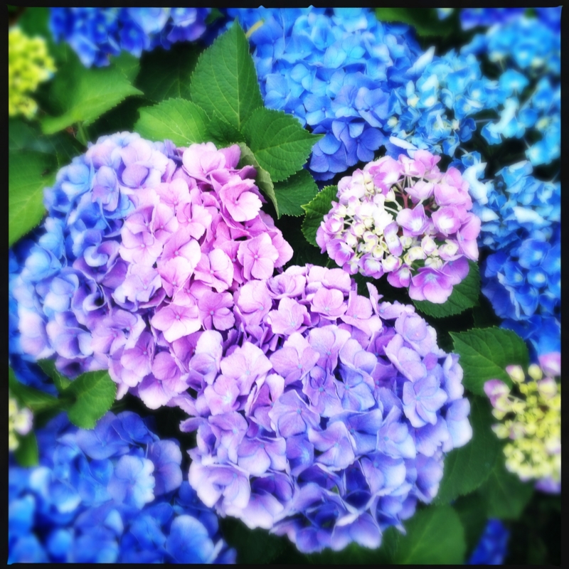 f:id:amineco:20130609182751j:plain f:id:amineco:20130609182751j:plain