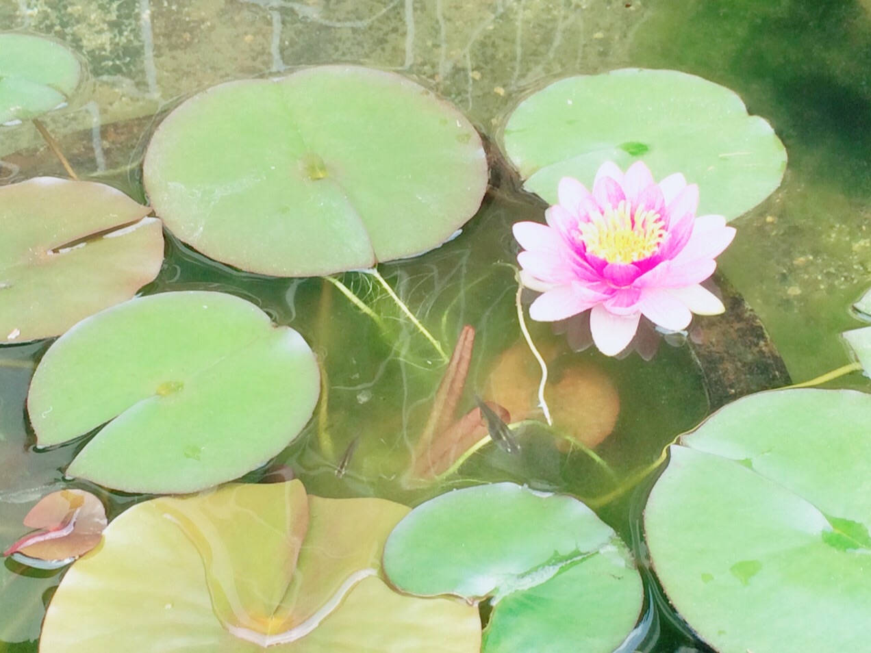 f:id:ammmi:20160518152740j:image f:id:ammmi:20160518152740j:image