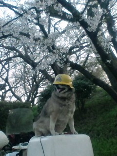 f:id:amuamu-mocchan:20090406210745j:image f:id:amuamu-mocchan:20090406210745j:image