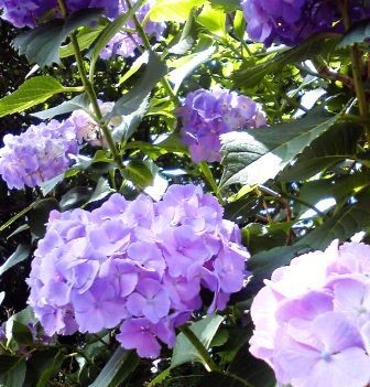 f:id:andy-e49er:20100619135700j:image f:id:andy-e49er:20100619135700j:image