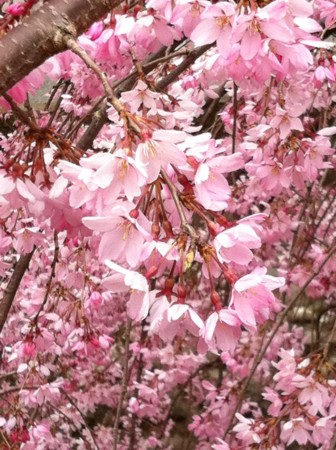 f:id:andy-e49er:20110403150122j:image f:id:andy-e49er:20110403150122j:image