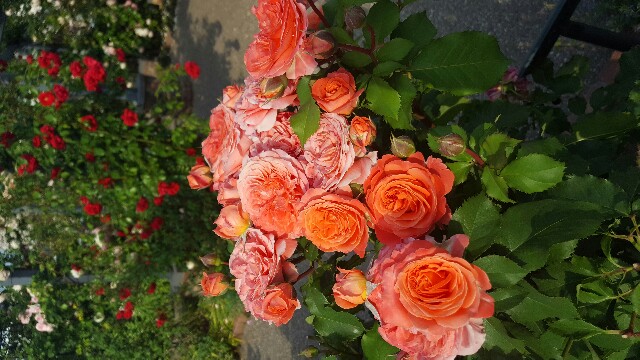 f:id:anemoneya:20160611224728j:image f:id:anemoneya:20160611224728j:image
