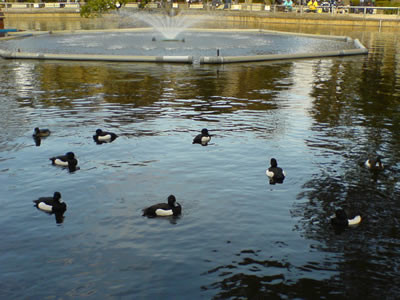 f:id:anemoto:20080310005304j:image f:id:anemoto:20080310005304j:image