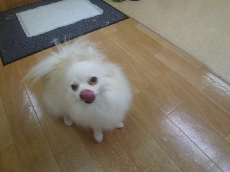 f:id:anifa-kashiwa:20131117155644j:plain f:id:anifa-kashiwa:20131117155644j:plain