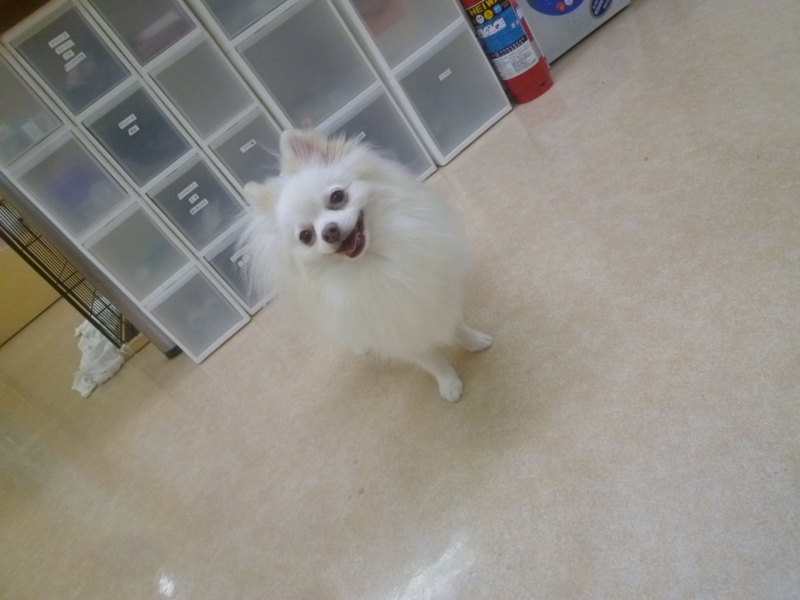 f:id:anifa-kashiwa:20131117155656j:plain f:id:anifa-kashiwa:20131117155656j:plain