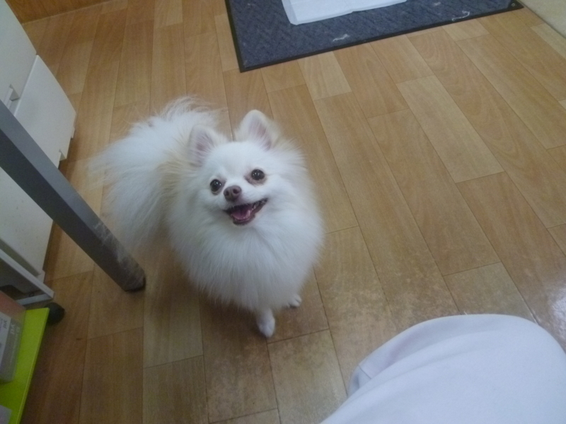 f:id:anifa-kashiwa:20131117155851j:plain f:id:anifa-kashiwa:20131117155851j:plain