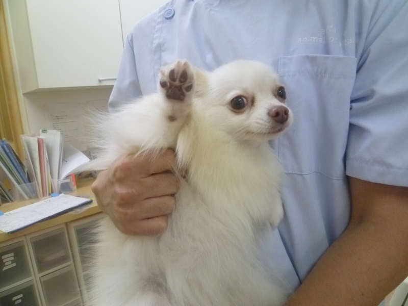 f:id:anifa-kashiwa:20131117155944j:plain f:id:anifa-kashiwa:20131117155944j:plain