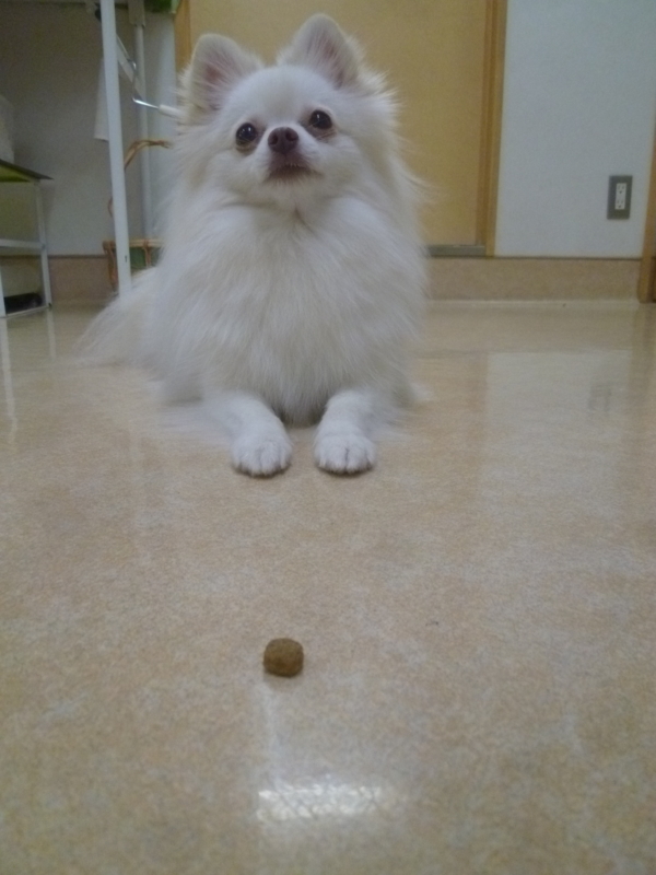 f:id:anifa-kashiwa:20131117160338j:plain f:id:anifa-kashiwa:20131117160338j:plain