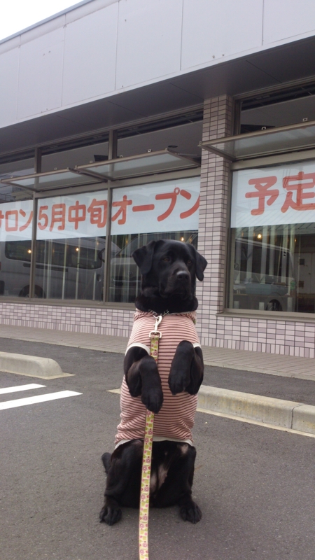 f:id:anifa-ohana:20130419140433j:plain f:id:anifa-ohana:20130419140433j:plain