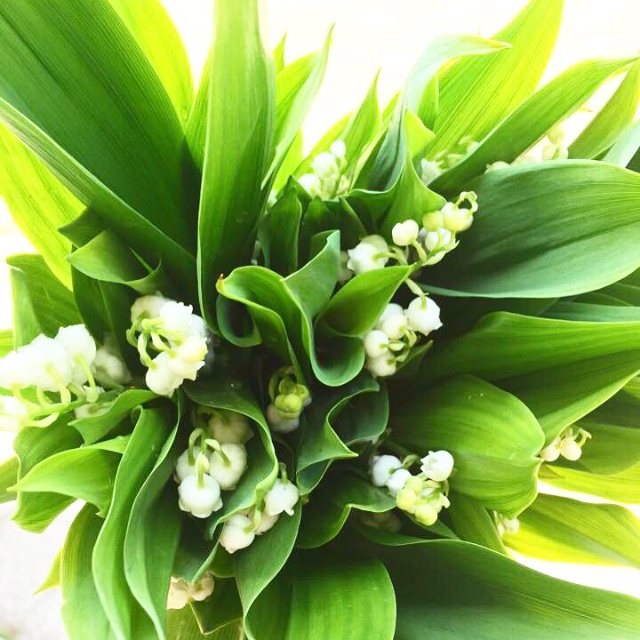 f:id:anima-florist:20150501180056j:image f:id:anima-florist:20150501180056j:image
