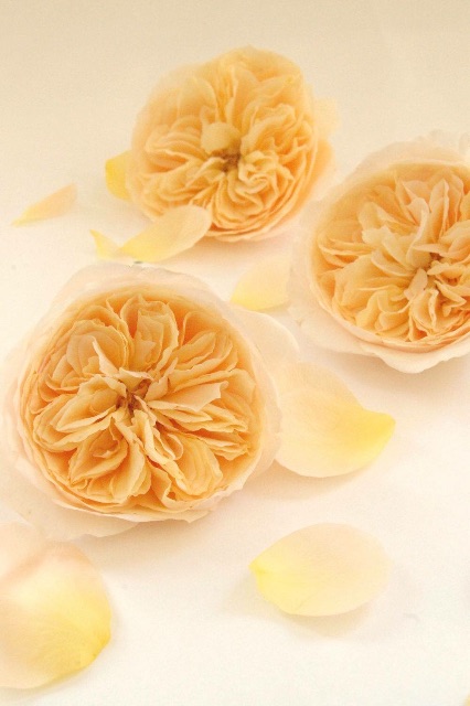f:id:anima-florist:20150621122913j:image f:id:anima-florist:20150621122913j:image