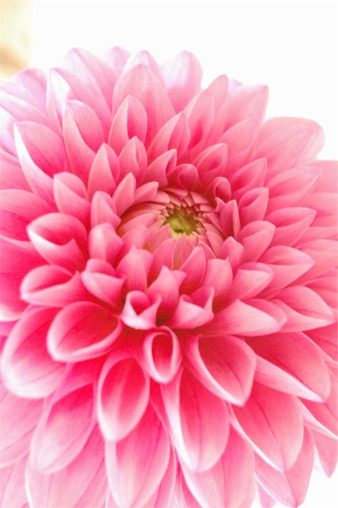 f:id:anima-florist:20160530080202j:image f:id:anima-florist:20160530080202j:image