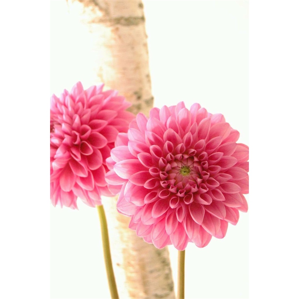 f:id:anima-florist:20160530080210j:image f:id:anima-florist:20160530080210j:image