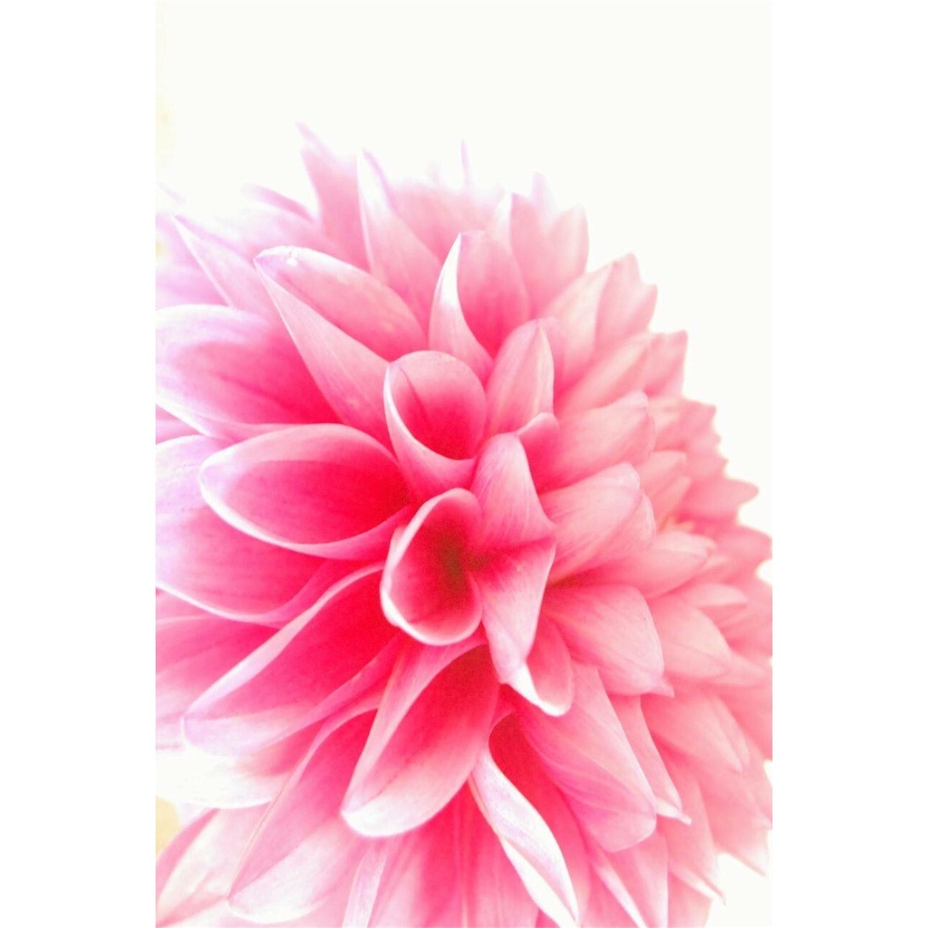 f:id:anima-florist:20160530080219j:image f:id:anima-florist:20160530080219j:image