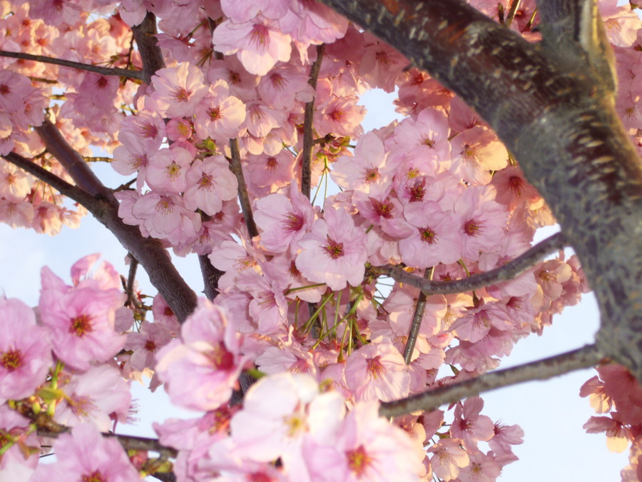 f:id:anjnaonagi:20160324010507j:plain f:id:anjnaonagi:20160324010507j:plain
