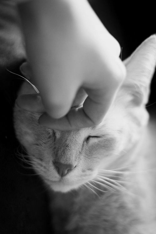 f:id:ankoro:20141030113946j:plain f:id:ankoro:20141030113946j:plain