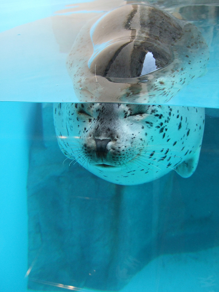 f:id:ankoro:20150411200643j:plain