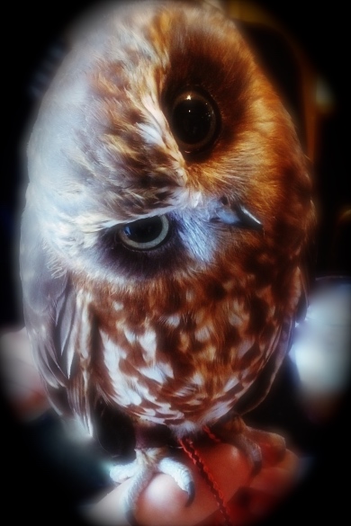 f:id:anmitsu214:20150906213848j:plain f:id:anmitsu214:20150906213848j:plain