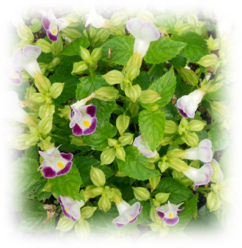 f:id:annakoto1616:20120710222149j:image