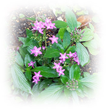 f:id:annakoto1616:20120710222215j:image