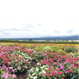f:id:annayuco:20140813193241j:plain f:id:annayuco:20140813193241j:plain