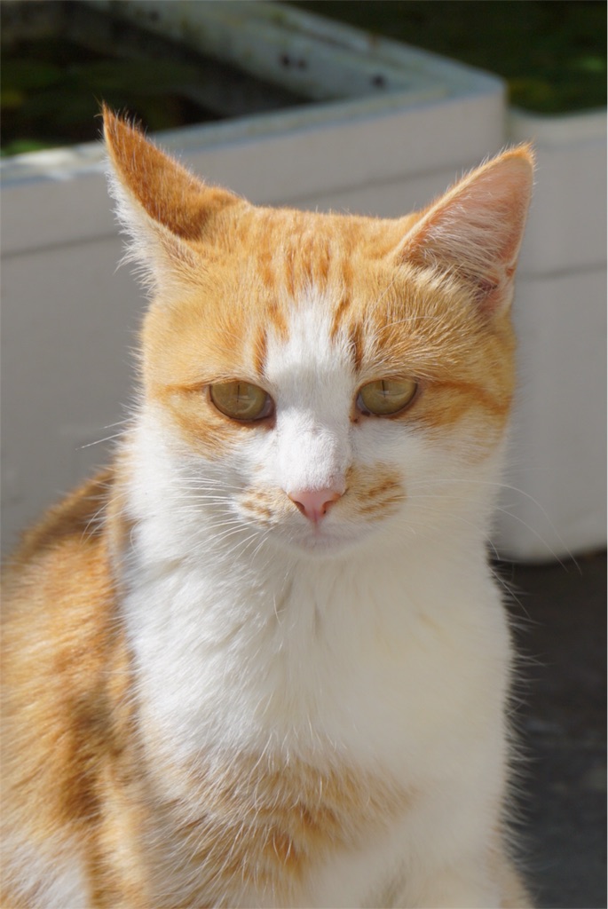 f:id:annesea:20151005190605j:image f:id:annesea:20151005190605j:image