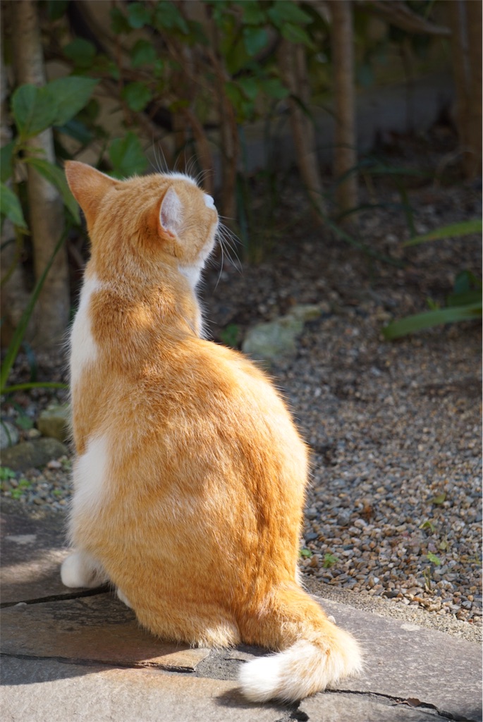 f:id:annesea:20151009211842j:image f:id:annesea:20151009211842j:image
