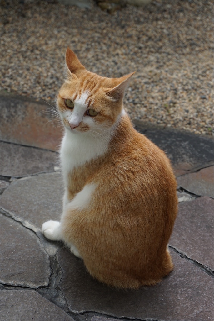 f:id:annesea:20151016124801j:image f:id:annesea:20151016124801j:image